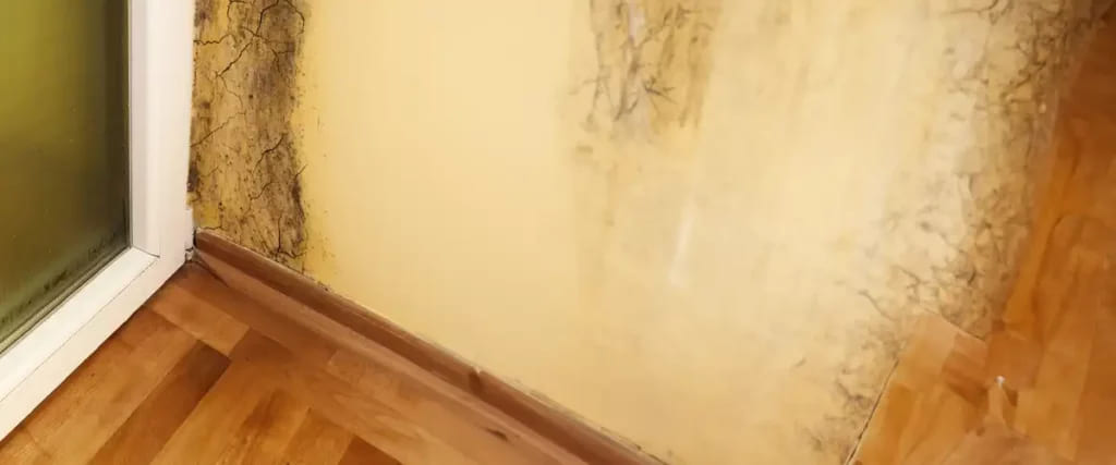 How To Prevent Water Damage Leading To Mold How to Prevent Water Damage Leading to Mold