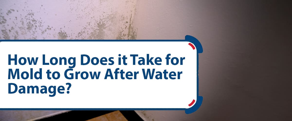 How Long Does it Take for Mold to Grow After Water Damage? How Long Does It Take For Mold To Grow After Water Damage
