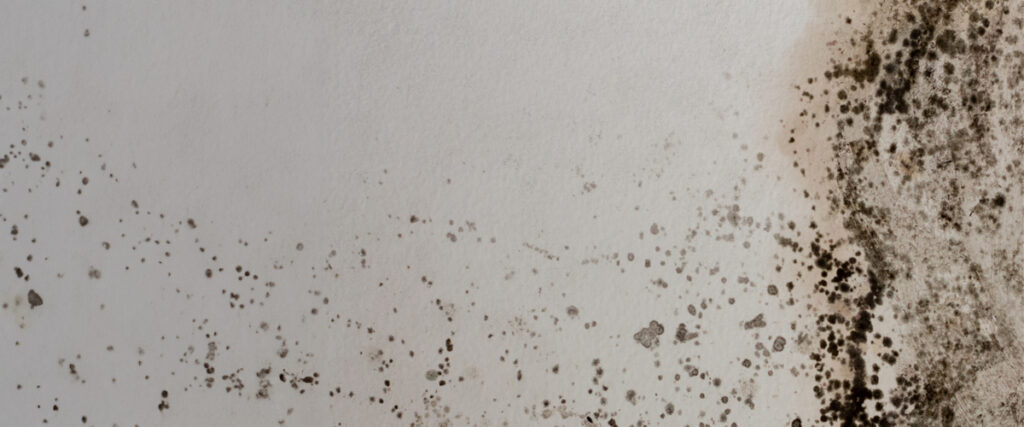 Preventative Measures to Avoid Mold Remediation Costs