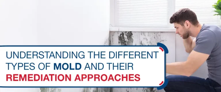 Understanding the Different Types of Mold and Their Remediation Approaches