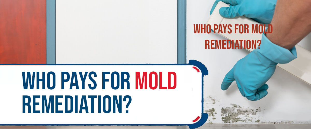 Who Pays for Mold Remediation - Understanding Responsibilities and Costs