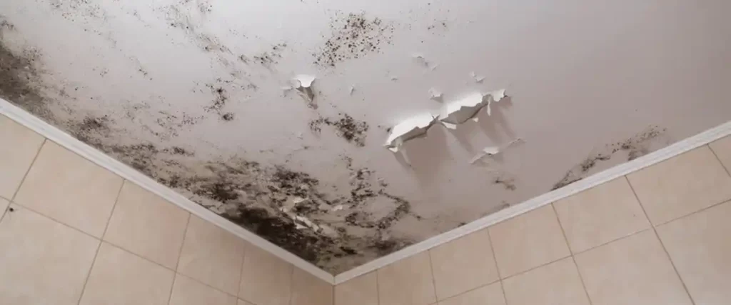 Preventing Mold in Your Home