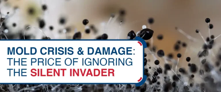 Mold Crisis & Damage: The Price of Ignoring the Silent Invader
