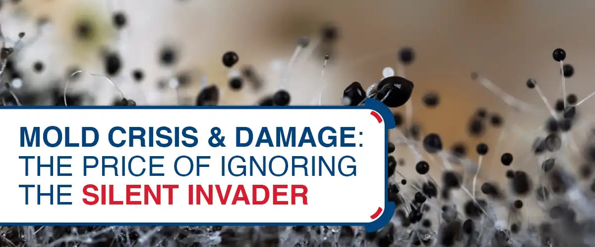 Mold Crisis & Damage: The Price of Ignoring the Silent Invader The Price Of Ignoring The Silent Invader