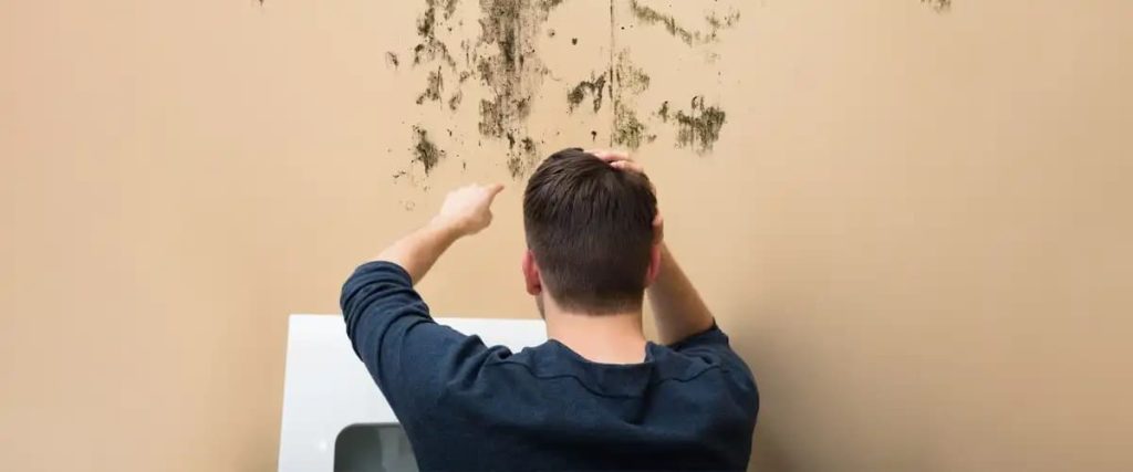 Mold Crisis Amp Damage The Price Of Ignoring The Silent Invader The Price Of Ignoring The Silent Invader2