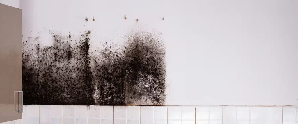 Mold Crisis Amp Damage The Price Of Ignoring The Silent Invader The Price Of Ignoring The Silent Invader4