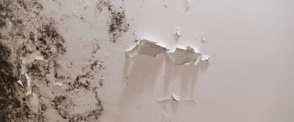 Mold Crisis Amp Damage The Price Of Ignoring The Silent Invader The Price Of Ignoring The Silent Invader7