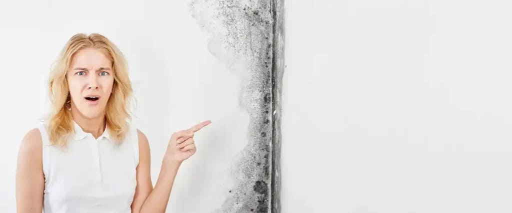 Mold Crisis Amp Damage The Price Of Ignoring The Silent Invader The Price Of Ignoring The Silent Invader9