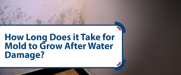 How Long Does it Take for Mold to Grow After Water Damage?