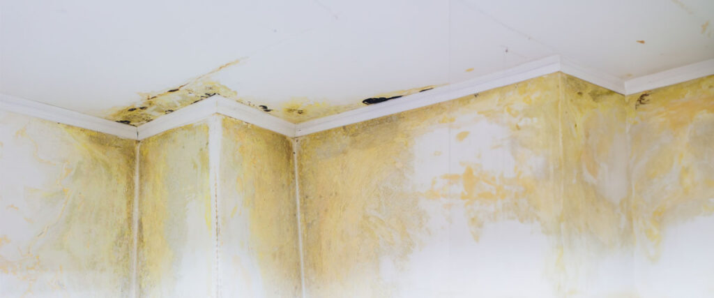 Preparing Your Home for Mold Remediation