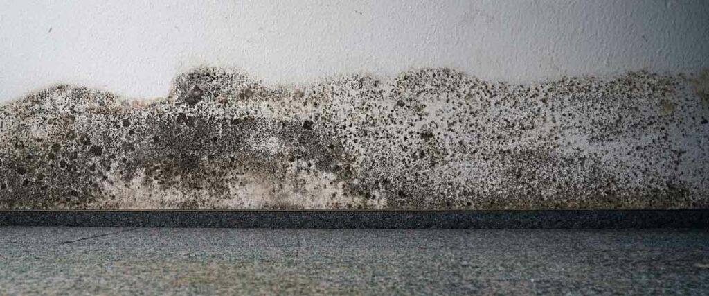 Understanding the Mold Growth Process_