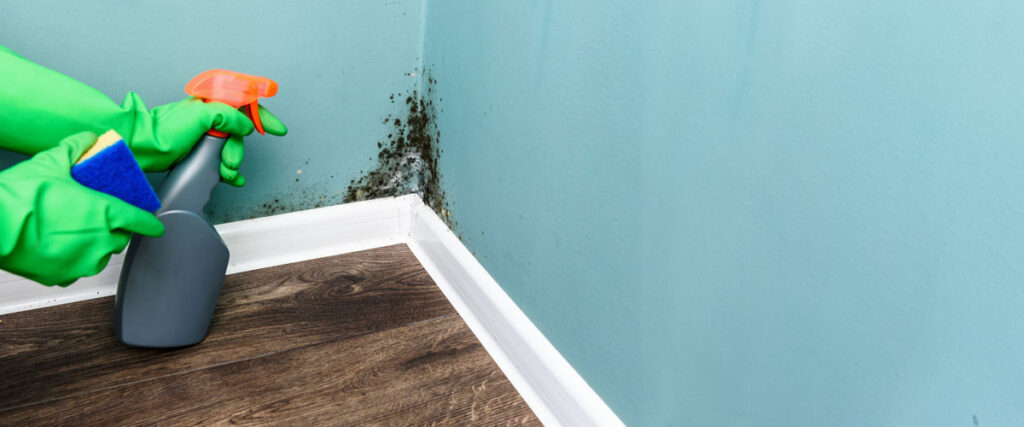 Where to Find Trusted Mold Remediation Contractors