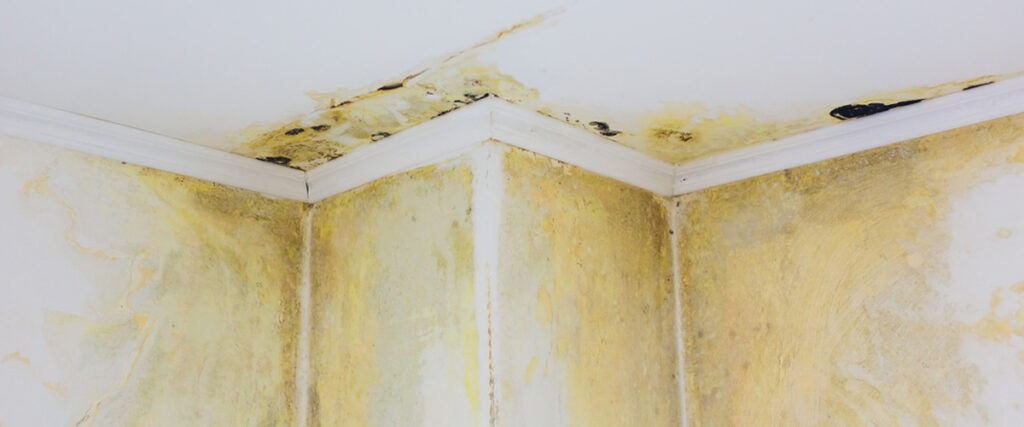 How do you deal with insurance and mold remediation?