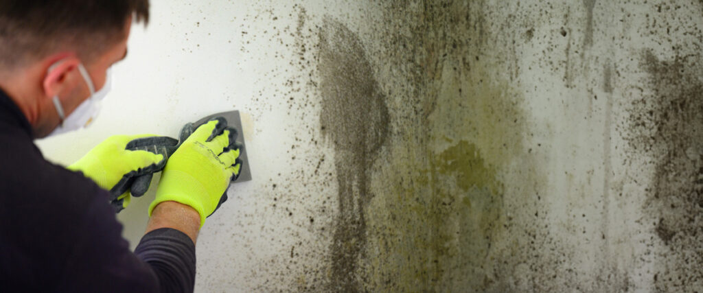 Qualities of a Reliable Mold Remediation Company