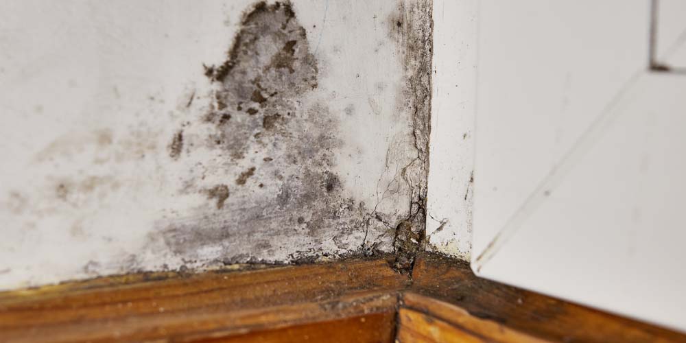 Strategies for Mold Prevention