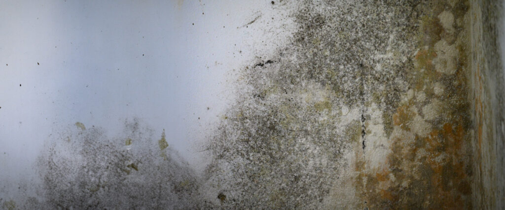 Why Should You Worry About Mold?