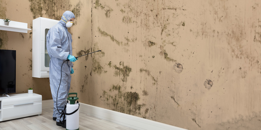 Choosing the Right Mold Remediation Service