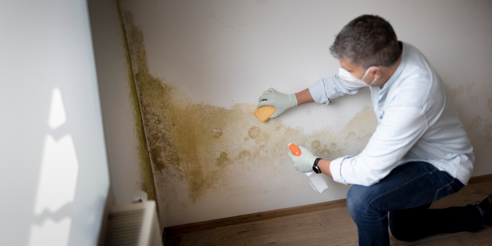 Identifying Mold in Your Property