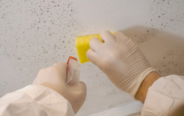 Mold Remediation inmlarence