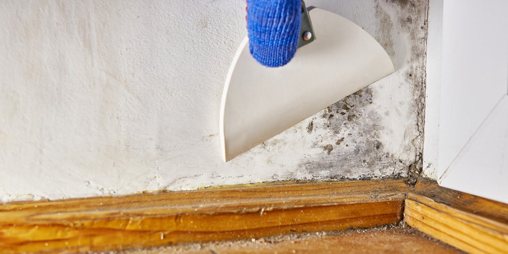 Safely eliminate mold and protect property health.