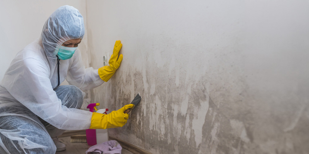Why Professional Mold Remediation is Essential for Long-Term Health