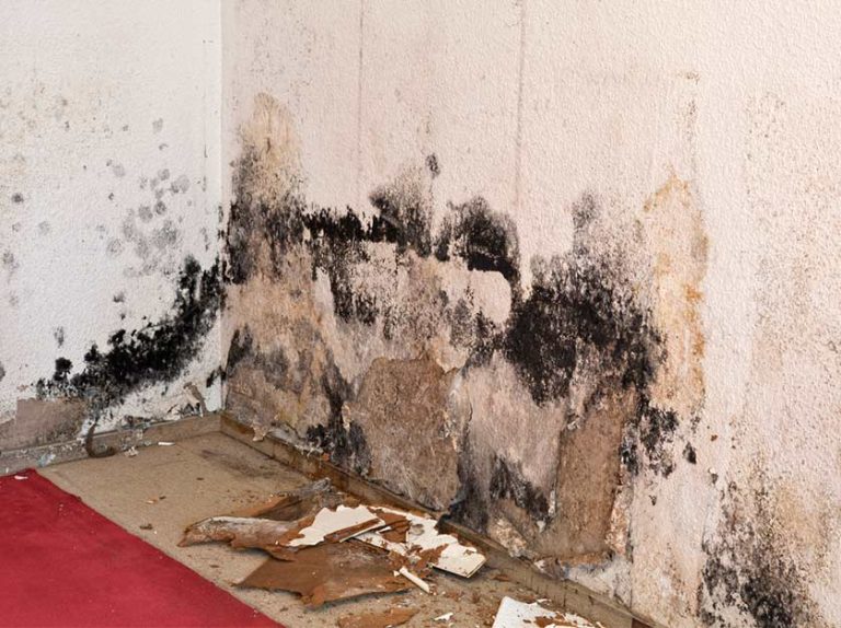 Why You Should Call a Pro When You See Black Mold