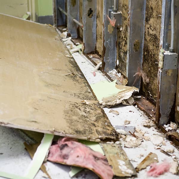 Mold Disaster Issue Commercial Mold Damage Restoration